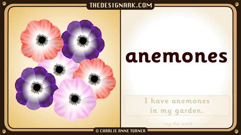 How to pronounce ANEMONE in English .